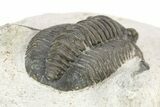 Diademaproetus Trilobite - Ofaten, Morocco #253696-4